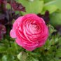 Double Ranunculus Asiaticus Flower Bonsai Plant 200 Seeds
