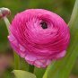 Double Ranunculus Asiaticus Flower Bonsai Plant 200 Seeds