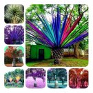Rainbow Japanese Bottle Palm Bonsai Tree Exotic Plants Tropical Ornamental Balcony 20 Seeds