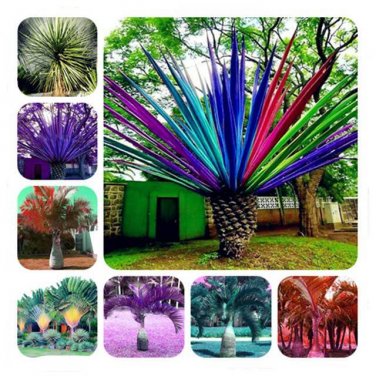 Rainbow Japanese Bottle Palm Bonsai Tree Exotic Plants Tropical Ornamental Balcony 20 Seeds