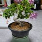 Lobelia Bonsai Rare Indoor Flower in Bonsai Chlorophytum Flower Bonsai 200 Seeds