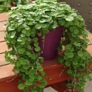 Dichondra Bonsai Emerald Falls Multi Leafed Grass Bonsai Green Perennial Plant 200 Seeds