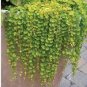 Dichondra Bonsai Emerald Falls Multi Leafed Grass Bonsai Green Perennial Plant 200 Seeds