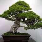 Black Pine Tree Bonsai Potted Landscape Japanese Five Needle Pine Bonsai 100 Seeds
