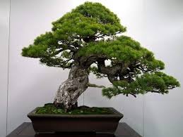 Black Pine Tree Bonsai Potted Landscape Japanese Five Needle Pine Bonsai 100 Seeds
