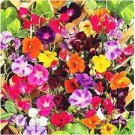 Morning Glory Flower Flores 200 Seeds