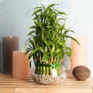 Rainbow Lucky Bamboo Bonsai Small Potted Plants Purify Dracaena Plantas 20 Seeds