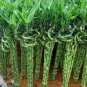 Rainbow Lucky Bamboo Bonsai Small Potted Plants Purify Dracaena Plantas 20 Seeds