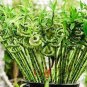 Rainbow Lucky Bamboo Bonsai Small Potted Plants Purify Dracaena Plantas 20 Seeds