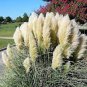 Colorful Pampas Grass Cortaderia Bonsai 600 Seeds