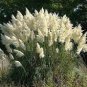 Colorful Pampas Grass Cortaderia Bonsai 600 Seeds