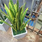 Artificial Succulent Agave Sansevieria Trifasciata Bonsai Potted Balcony Office Plant 600 Seeds