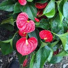 Anthurium Plants Beautiful Rainbow Anthurium Garden Flowers 100 Seeds