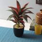 Blue Variegated Leaf Croton Mixed Colorful Ornamental Bonsai Plants 200 Seeds