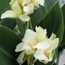 Canna Lily Seeds Gorgeous Lily-like Blossoms in Cream White 100 Seeds