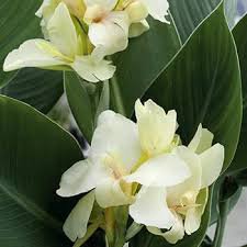 Canna Lily Seeds Gorgeous Lily-like Blossoms in Cream White 100 Seeds