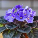 African Violet Blue Blazes 200 Seeds