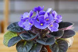 African Violet Blue Blazes 200 Seeds