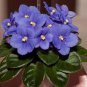 African Violet Blue Blazes 200 Seeds
