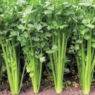 Hybrid Celery Seeds Garden Green Chinese Vegetables 20000 Seeds