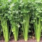 Hybrid Celery Seeds Garden Green Chinese Vegetables 20000 Seeds