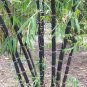Mixed Bambaoo Moso Bamboo Timor Black Bamboo 40 Seeds