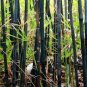 Mixed Bambaoo Moso Bamboo Timor Black Bamboo 40 Seeds