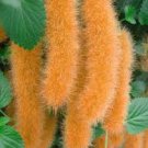 Trailing Chenille Plant Yellow Color Hybrid Perennial Bonsai Hanging Flowers 200 Seeds