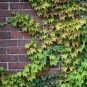 Green Boston Ivy Seeds Evergreen Climbing Plants 100 Seeds