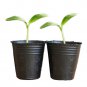 Round Black Plastic Nursery Plant Pots Disposable Garden Tools 100PCS 3.74in x 3.93
