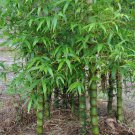 Black Lucky Bamboo Bonsai Seeds Garden Bambusa Ventricosa Ornamental Plants 100 Seeds