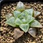 Haworthia 20 Seeds