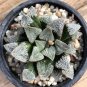 Haworthia 20 Seeds