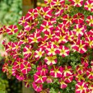 Petunia 'Amore Queen of Hearts' 400 Seeds