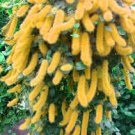 Hybrid F2 Chenille Plant (Acalypha pendula) Seeds Orange Color Bonsai 200 Seeds