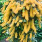Hybrid F2 Chenille Plant (Acalypha pendula) Seeds Orange Color Bonsai 200 Seeds