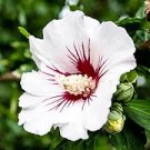 White Hibiscus Flowers Perennial Plants 100 Seeds