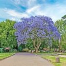 Paulownia Seeds Chinese Royal Paulownia Fast Growing Princess Tree Kiri 2000 Seeds