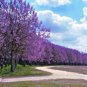 Paulownia Seeds Chinese Royal Paulownia Fast Growing Princess Tree Kiri 2000 Seeds
