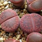 Lithops Seeds Red Colors 400 Seeds