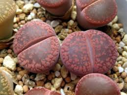 Lithops Seeds Red Colors 400 Seeds