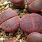 Lithops Seeds Red Colors 400 Seeds