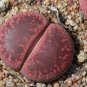 Lithops Seeds Red Colors 400 Seeds