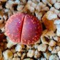 Lithops Seeds Red Colors 400 Seeds
