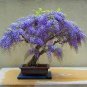 Purple Wisteria Bonsai Tree 10 Seeds