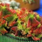 Crassula Capitella Thyrsiflora Seeds Red Pagoda Succulent Bonsai 20 Seeds