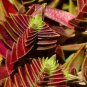 Crassula Capitella Thyrsiflora Seeds Red Pagoda Succulent Bonsai 20 Seeds