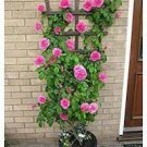 Rose Bonsai Thailand Climbing Rose Tree Rare Flower Pink Bonsai Potted Plant 200 Seeds