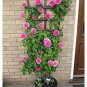 Rose Bonsai Thailand Climbing Rose Tree Rare Flower Pink Bonsai Potted Plant 200 Seeds