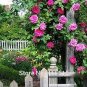 Rose Bonsai Thailand Climbing Rose Tree Rare Flower Pink Bonsai Potted Plant 200 Seeds